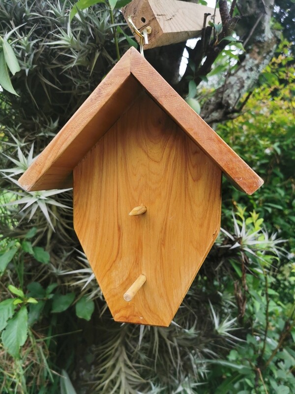 Bulbul Fruit Feeder