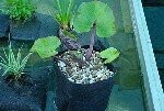Pond Planting Bags