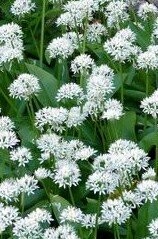 Wild Garlic (Ramsons) Bulbs 'in the green'