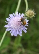 Honey & Bumble Bee Wild Flower Plug Collection