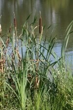 Individual Marginal Plants