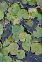Deep Water Plants & Floating Plants