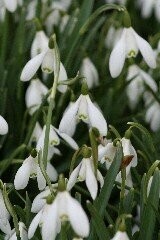 Snowdrop Bulbs 'in the green'