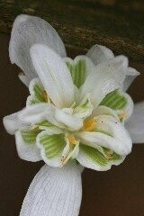 Snowdrop (Double) Bulbs 'in the green'