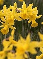 Tenby (Welsh) Daffodil Bulbs 'in the green'