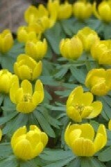 Winter Aconite Rhizomes 'in the green'