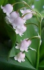 Lily of the Valley 'Rosea' Rhizomes Spring