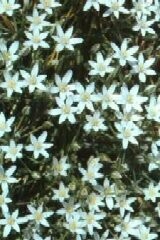 Star of Bethlehem Bulbs 'in the green'