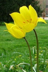 Tulip (Wild) Bulbs 'in the green'