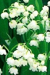 Lily of the Valley Rhizomes Spring