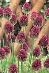 Round Headed Leek Bulbs 'in the green'