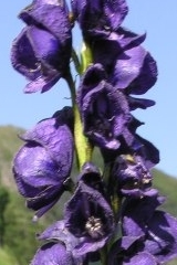 Monkshood Tubers Autumn