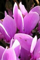 Cyclamen (Wild) Corms Spring