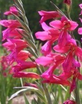 Eastern Gladioli Bulbs 'in the green'