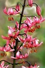 Martagon Lily Bulbs