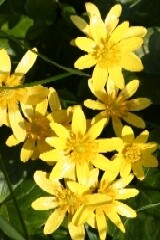 Lesser Celandine Bulbils 'in the green'