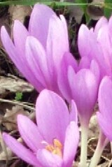 Meadow Saffron Bulbs