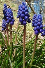 Grape Hyacinth (native) Bulbs 'in the green'