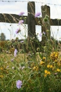 Chalky Soils Wild Flower Plug Collection, Quantity: 12 plugs - £36
