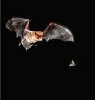 Moth(&Bat) Wild Flower Plug Collection