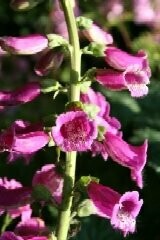 Acid Soil Wild Flower Plug Collection