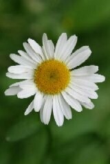 Sunny Site Wild Flower Plug Collection