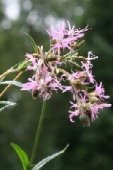 Clay Soils Wild Flower Plug Collection