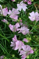 Meadow Grave Wild Flower Plug Collection, Quantity: 18 plugs - £42