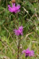 Sandy Soil Wild Flower Plug Collection