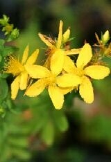 Shady & Partly Shaded Wild Flower Plug Collection
