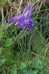 Woodland Grave Wild Flower Plug Collection