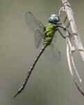 Dragonfly Plant Collection for Ponds
