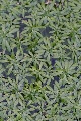 Pond Oxygenating Plant Collection