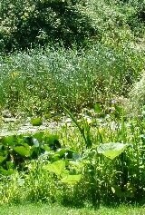 Medium Pond Collection