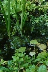 Planting Bags for Very Small Pond Collection