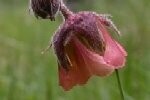 Water Avens, Quantity: 3 plants - £12
