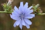 Chicory Plugs