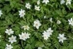 Wood Anemone Rhizomes Shooting