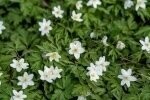 Wood Anemone Rhizomes Dormant