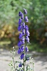 Monkshood Tubers Spring