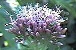 Hemp Agrimony Plugs
