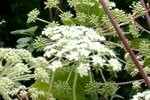 Angelica Wild Plugs