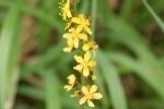 Agrimony Plugs