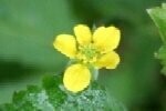 Wood Avens Plugs