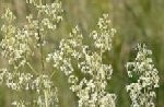 Bedstraw Hedge Plugs