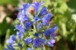 Viper's Bugloss Plugs