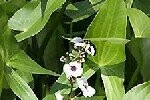 Arrowhead Plants/Bulbs