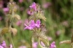 Wild Basil Plugs