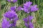 Bellflower Clustered Plugs
