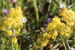 Bedstraw Lady's Plugs